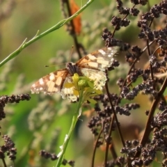 Vanessa kershawi (Australian Painted Lady) at Gigerline Nature Reserve - 10 Jun 2020 by RodDeb