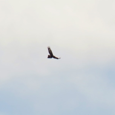 Aquila audax (Wedge-tailed Eagle) at Paddys River, ACT - 10 Jun 2020 by RodDeb