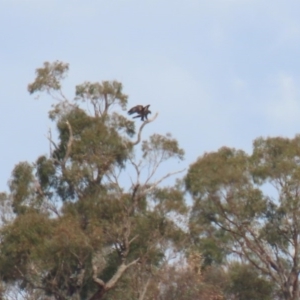 Aquila audax at Paddys River, ACT - 10 Jun 2020 01:02 PM