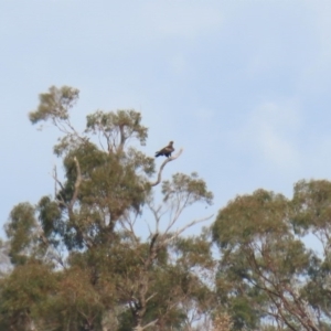 Aquila audax at Paddys River, ACT - 10 Jun 2020 01:02 PM