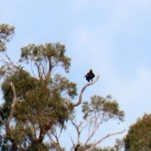 Aquila audax at Paddys River, ACT - 10 Jun 2020 01:02 PM