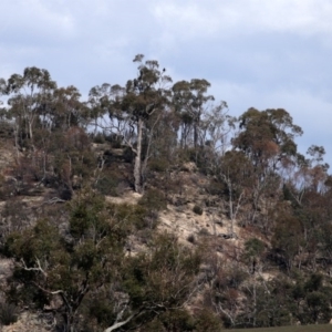 Aquila audax at Paddys River, ACT - 10 Jun 2020