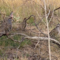 Phaps chalcoptera (Common Bronzewing) at Gigerline Nature Reserve - 10 Jun 2020 by RodDeb