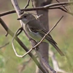 Pachycephala pectoralis (Golden Whistler) at Gigerline Nature Reserve - 10 Jun 2020 by RodDeb