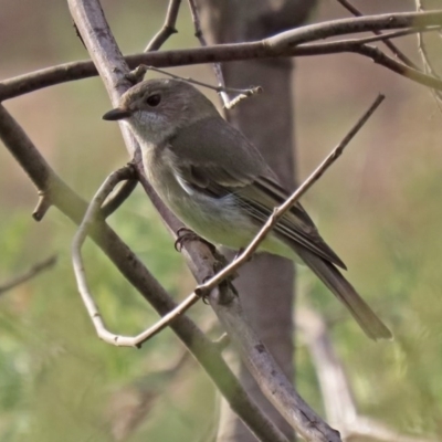 Pachycephala pectoralis (Golden Whistler) at Tennent, ACT - 10 Jun 2020 by RodDeb