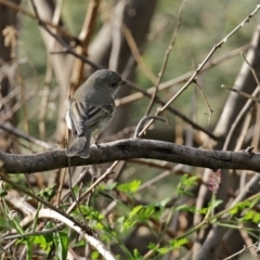 Pachycephala pectoralis at Tennent, ACT - 10 Jun 2020