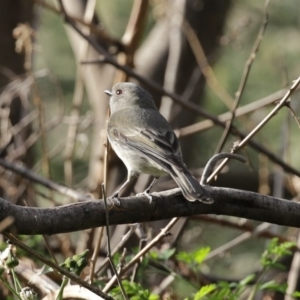 Pachycephala pectoralis at Tennent, ACT - 10 Jun 2020