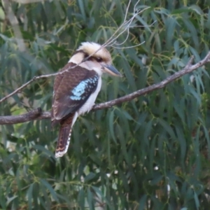 Dacelo novaeguineae at Tennent, ACT - 10 Jun 2020