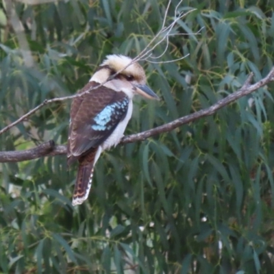 Dacelo novaeguineae (Laughing Kookaburra) at Gigerline Nature Reserve - 10 Jun 2020 by RodDeb