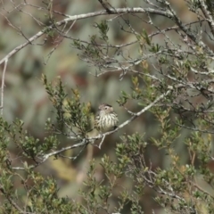 Pyrrholaemus sagittatus (Speckled Warbler) at Gigerline Nature Reserve - 10 Jun 2020 by RodDeb