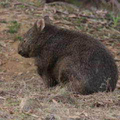 Vombatus ursinus (Common wombat, Bare-nosed Wombat) at Gigerline Nature Reserve - 10 Jun 2020 by RodDeb