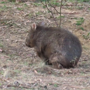 Vombatus ursinus at Tennent, ACT - 10 Jun 2020