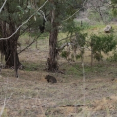 Vombatus ursinus at Tennent, ACT - 10 Jun 2020