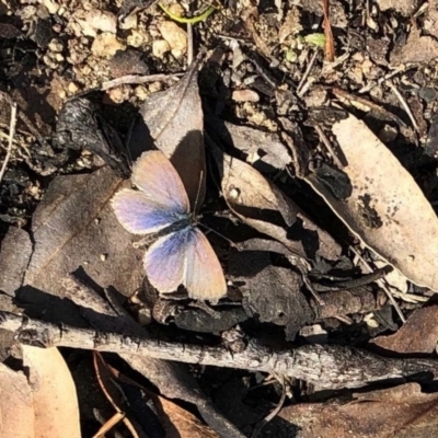 Zizina otis (Common Grass-Blue) at Namadgi National Park - 11 Jun 2020 by KMcCue