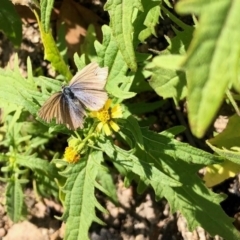 Zizina otis (Common Grass-Blue) at Booth, ACT - 11 Jun 2020 by KMcCue