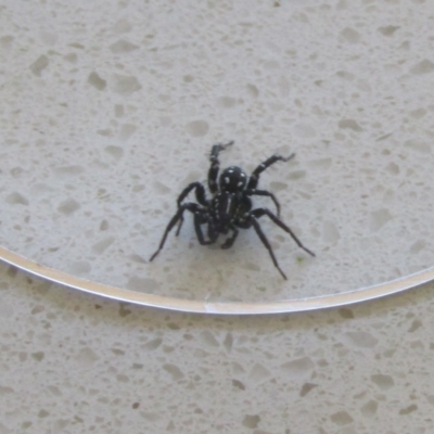 Nyssus albopunctatus (White-spotted swift spider) at Watson, ACT - 6 Apr 2020 by Sarah2019