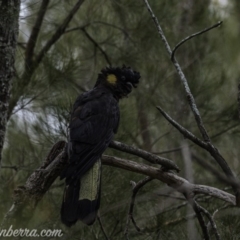 Zanda funerea (Yellow-tailed Black-Cockatoo) at Kambah Pool - 6 Jun 2020 by BIrdsinCanberra