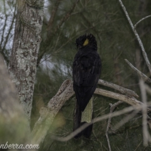 Zanda funerea at Tuggeranong DC, ACT - 7 Jun 2020 08:58 AM