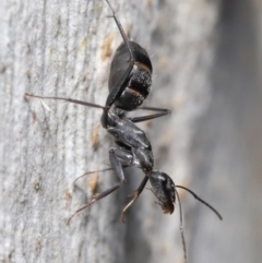 Camponotus nigroaeneus (Sugar ant) at Hackett, ACT - 9 Jun 2020 by TimL