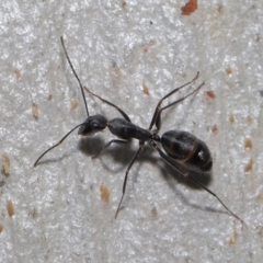 Camponotus nigroaeneus at Hackett, ACT - 9 Jun 2020