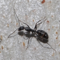 Camponotus nigroaeneus at Hackett, ACT - 9 Jun 2020 11:25 AM