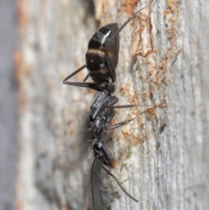 Camponotus nigroaeneus at Hackett, ACT - 9 Jun 2020