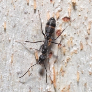 Camponotus nigroaeneus at Hackett, ACT - 9 Jun 2020
