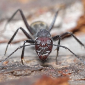Camponotus suffusus at Hackett, ACT - 9 Jun 2020
