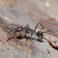 Camponotus suffusus at Hackett, ACT - 9 Jun 2020