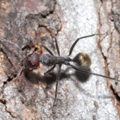 Camponotus suffusus at Hackett, ACT - 9 Jun 2020