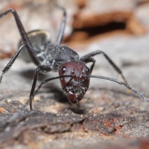 Camponotus suffusus at Hackett, ACT - 9 Jun 2020