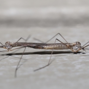 Tipulidae or Limoniidae (family) at Hackett, ACT - 9 Jun 2020