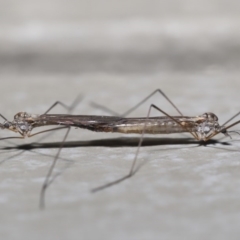 Tipulidae or Limoniidae (family) (Unidentified Crane Fly) at Hackett, ACT - 9 Jun 2020 by TimL