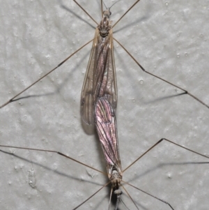 Tipulidae or Limoniidae (family) at Hackett, ACT - 9 Jun 2020