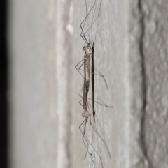 Tipulidae or Limoniidae (family) at Hackett, ACT - 9 Jun 2020