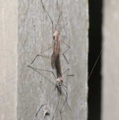 Tipulidae or Limoniidae (family) at Hackett, ACT - 9 Jun 2020