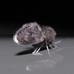 Psychodidae sp. (family) (Moth Fly, Drain Fly) at Acton, ACT - 9 Jun 2020 by TimL