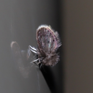 Psychodidae sp. (family) at Acton, ACT - 9 Jun 2020 12:26 PM