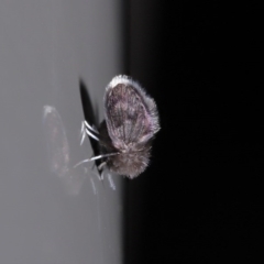 Psychodidae sp. (family) at Acton, ACT - 9 Jun 2020