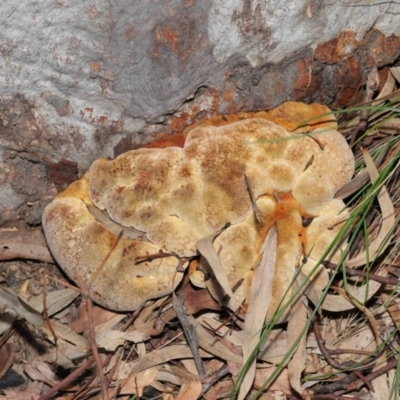 Inonotus s.l. (A polypore ) at Acton, ACT - 9 Jun 2020 by Tim L