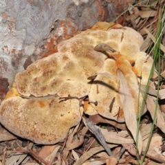 Inonotus s.l. at Acton, ACT - 9 Jun 2020