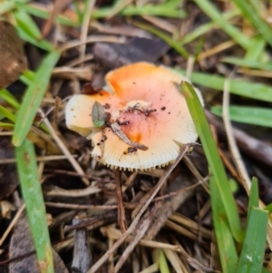 Amanita xanthocephala at Callala Beach, NSW - 11 Jun 2020