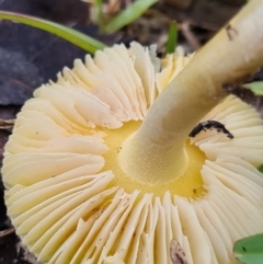 Amanita xanthocephala at Callala Beach, NSW - 11 Jun 2020