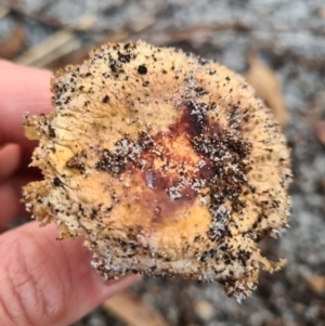 Agarics gilled fungi at Callala Beach, NSW - 11 Jun 2020
