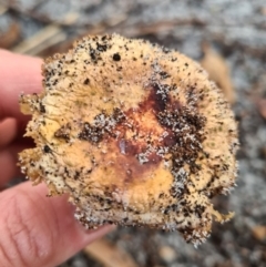 Agarics gilled fungi at Callala Creek Bushcare - 11 Jun 2020 by AaronClausen