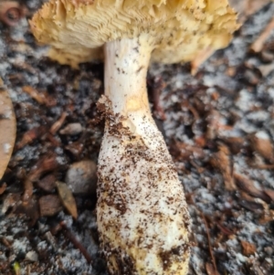 Agarics gilled fungi at Callala Beach, NSW - 11 Jun 2020