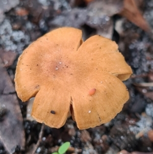 Cortinarius sp. at Callala Beach, NSW - 11 Jun 2020