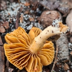 Cortinarius sp. at Callala Beach, NSW - 11 Jun 2020