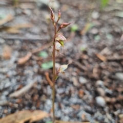 Acianthus fornicatus (Pixie-caps) at Callala Creek Bushcare - 11 Jun 2020 by AaronClausen