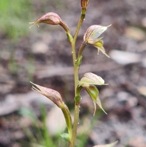 Acianthus fornicatus at Callala Beach, NSW - suppressed